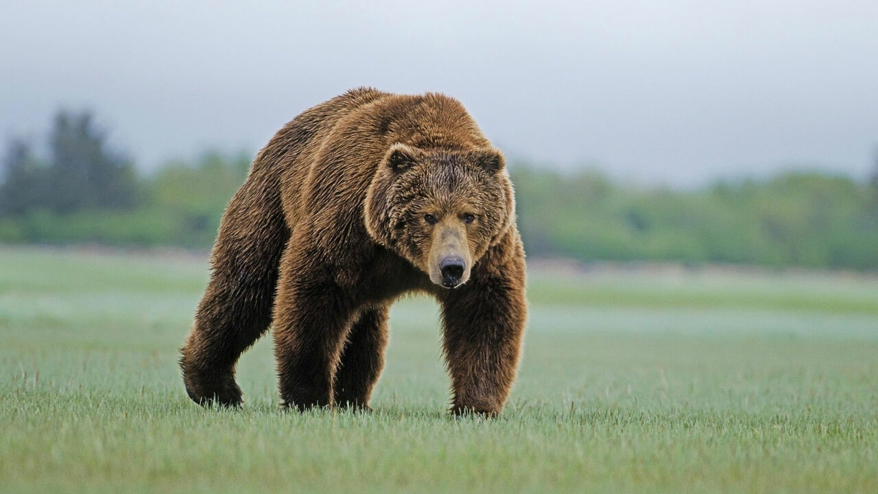 В Приморье медведь пришел в детский парк