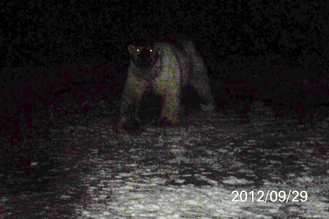 Медведь в темноте