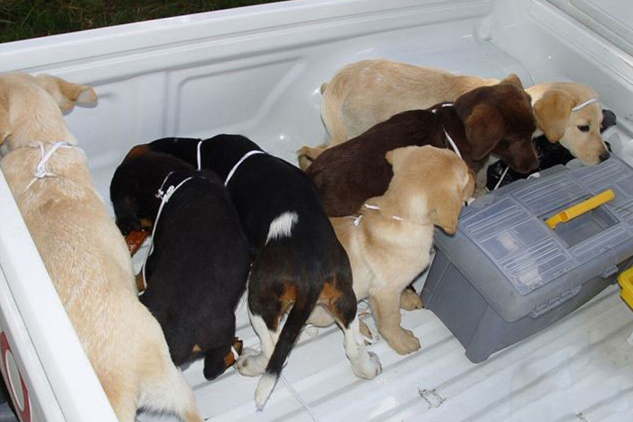В США предъявили обвинения ветеринару, перевозившему героин в щенках