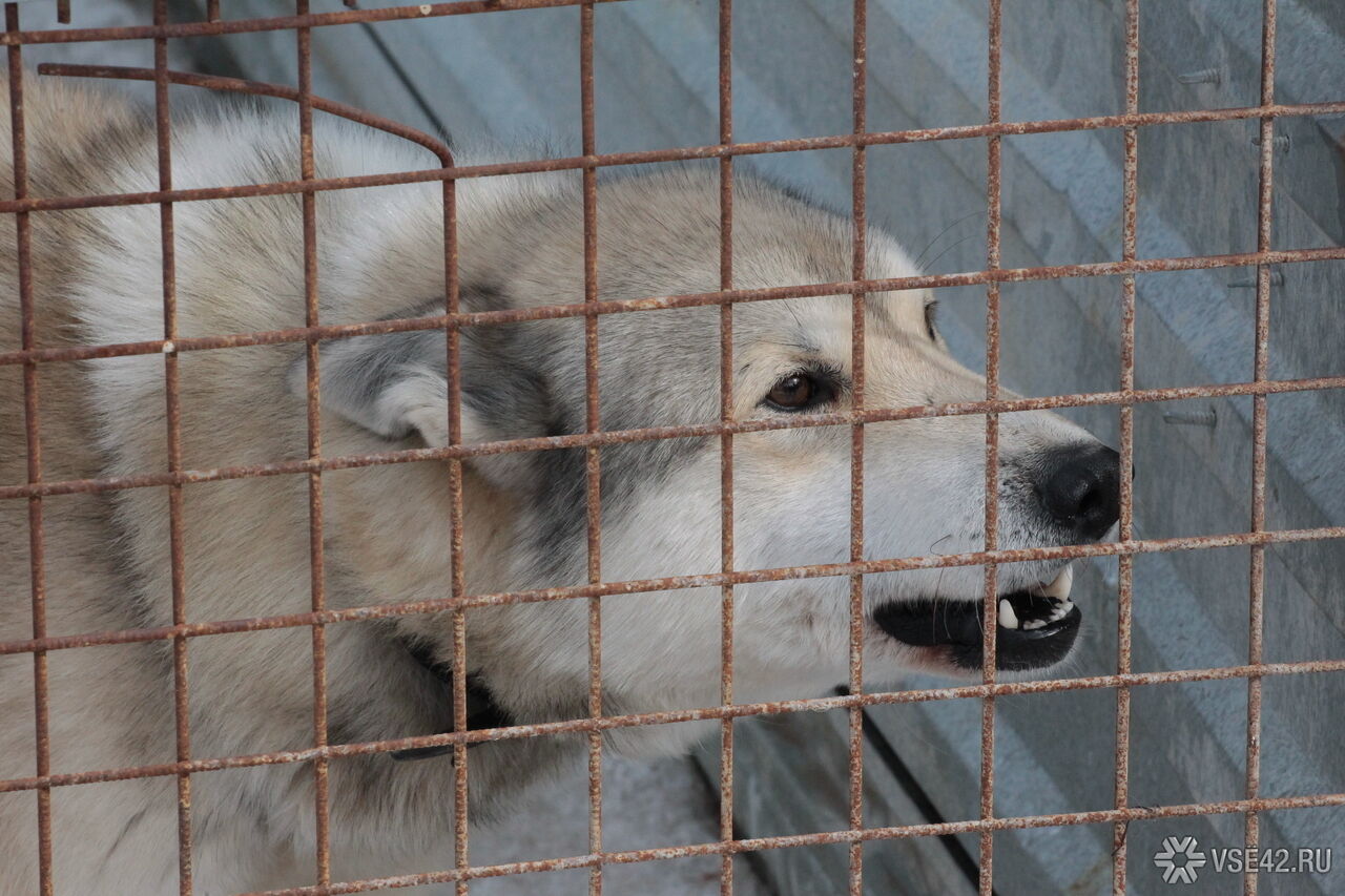 За полгода в Коми животные покусали практически полторы тысячи человек