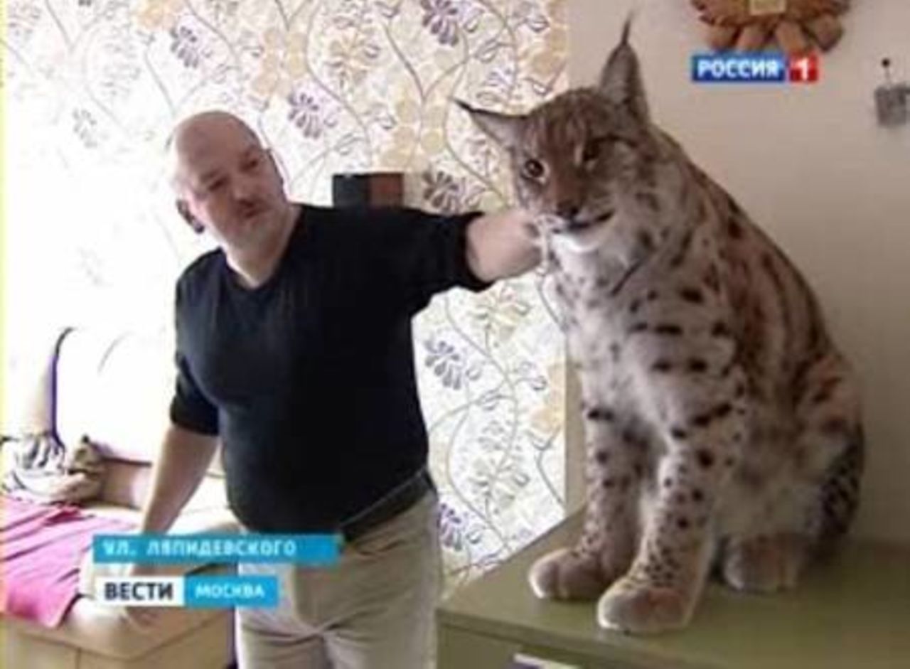 Содержание рысей в домашних условиях
