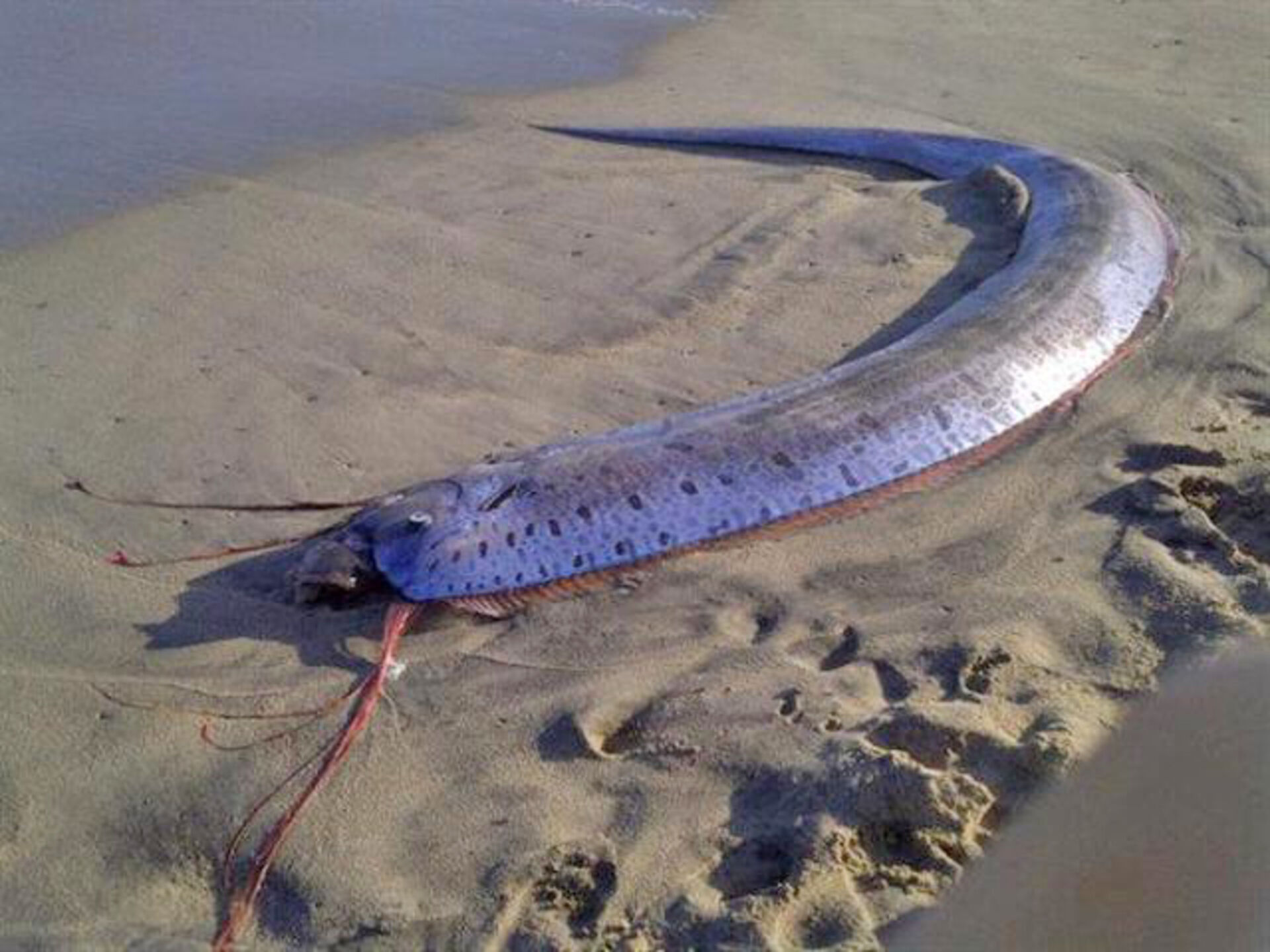 Oarfish In Spanish