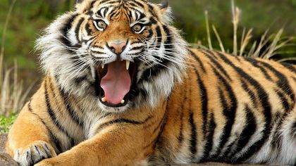 В Сети появилась запись нападения тигра на девочку в Барнауле