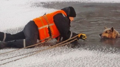 Новокузнецкие спасатели вытащили из пруда беременную собаку