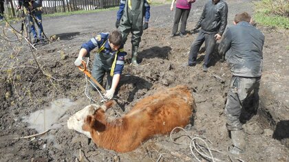 В Новокузнецке из беды вызволили корову и собаку 