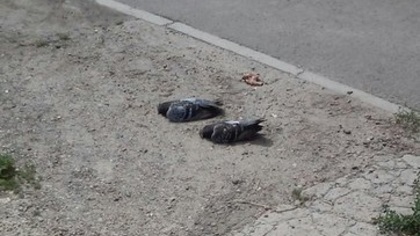 В Барнауле мёртвые голуби сыпятся на головы горожан