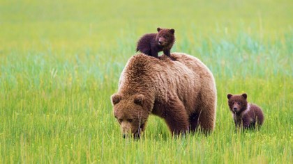В Амурской области на грибников напали медведи