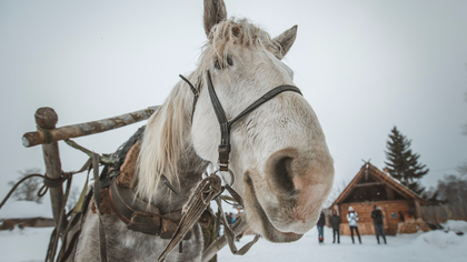 Школьница из Киселёвска получит 20 тысяч рублей за укус лошади