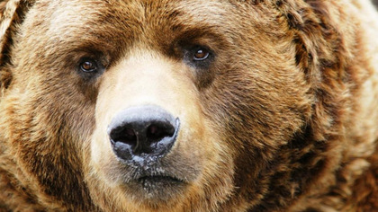 В Приамурье полиция и МЧС несколько дней ловила медведя-гиганта