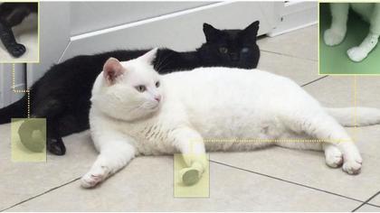 Три кота обрели новые «лапки» благодаря томским учёным