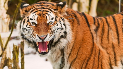 Под Хабаровском голодные тигры вышли в посёлок и напали на животных