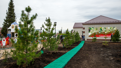 В Кузбассе запланировали посадить рекордное количество деревьев