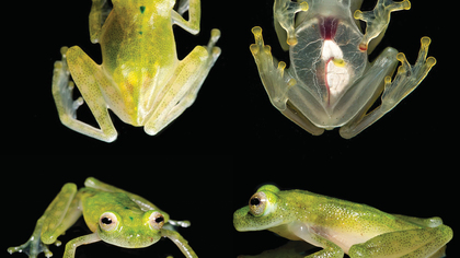 В Эквадоре нашли ранее неизвестный вид прозрачных лягушек