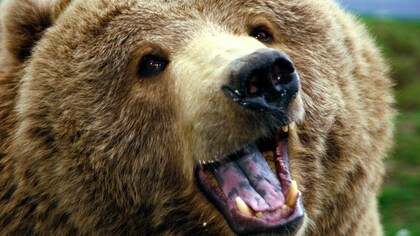 Медведь напал на кузбассовца, неделю плутавшего по тайге