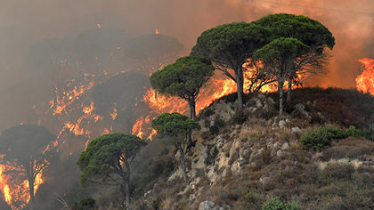 Лесные пожары в Италии унесли жизни трех человек