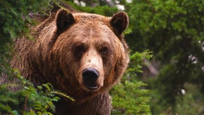 Кузбассовцев предупредили о рыскающем в окрестностях Калтана медведе