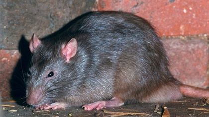 Гигантская враждебная крыса атаковала попавшую в западню вьетнамку