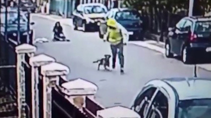 Бездомная собака спасла женщину от грабителя в Черногории