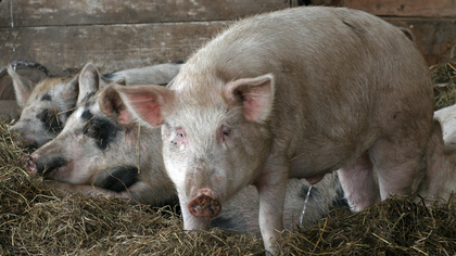400 свиней сгорели заживо в пожаре на ферме под Архангельском