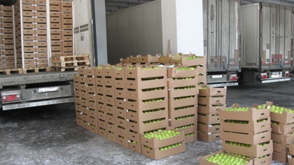 150 тонн яблок по подложным документам пытались ввезти в Томск