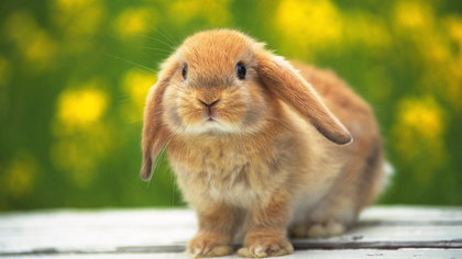 Ученые заявили, что домашние кролики стали бесстрашными