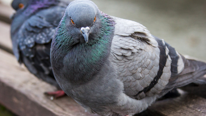 Кемеровчанина осудили за похищение 200 элитных голубей