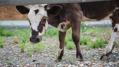 Бесхозная корова прибилась к гаражам в кемеровском Шалготарьяне