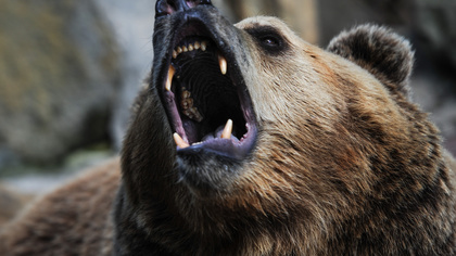 В Кузбассе объявили карантин из-за опасного зараженного медведя