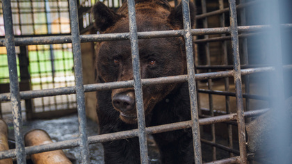 Полицейские из Иркутской области застрелили годовалого медведя