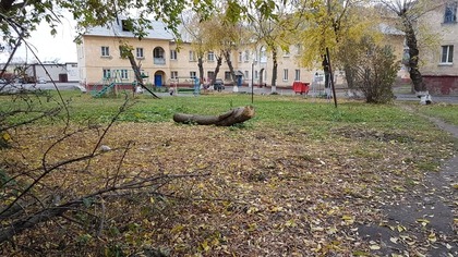 Блогер возмущен буреломом во дворах Кемерова