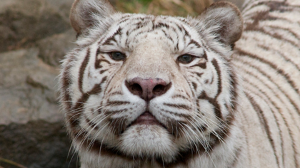 Белый тигр разорвал сотрудника японского зоопарка