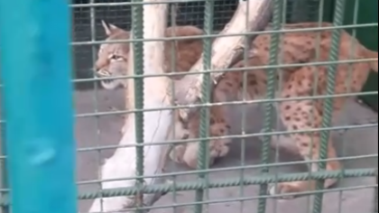 Новокузнечане потребовали наказать зоопарк за издевательство над рысью