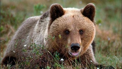 Медведь пришел к жителям села около Кемерова