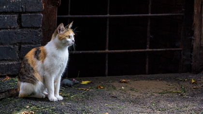 Новокузнецкие любители кошек пригрозили соседям расправой