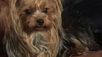 Неизвестная автоледи украла больную породистую собаку в Кузбассе