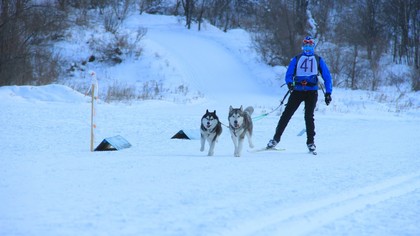 Кузбассовцы стали чемпионами гонок на ездовых собаках на Алтае