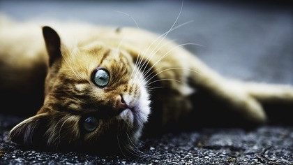 Ученые объяснили способность кошек откликаться на свое имя