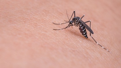Россияне испугались заражения ВИЧ через комаров