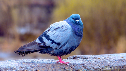 В Магадане могут ввести штрафы за подкорм голубей