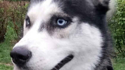 Кузбассовцы разыскивают сбежавшего сообразительного пса
