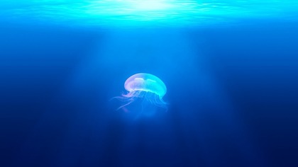 Дайверы обнаружили гигантскую медузу в Британии