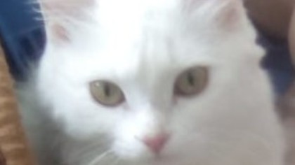 Кемеровчане попросили найти сбежавшую с поводка белую пушистую кошку