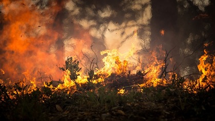 СП оценила ущерб от лесных пожаров в России за 2019 год