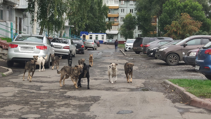 Кемеровчане потребовали отстрелить стаю бродячих собак