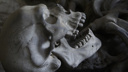 Грибники нашли человеческий череп в лесу в Московской области