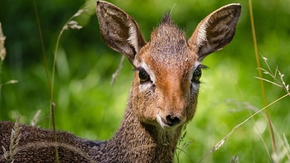 Детеныш антилопы родился в новосибирском зоопарке
