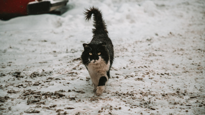 Видео спасения примерзшего ко льду кота в Астрахани попало в Сеть