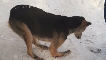 Волонтеры обнаружили изувеченную собаку в Новокузнецке