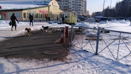 Большая стая бродячих псов облаяла кемеровчанку в оживленном месте