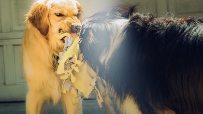 Собаки искусали двукратную чемпионку России по теннису в Подмосковье